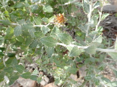 Berkheya fruticosa