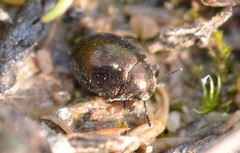 Lamprobyrrhulus nitidus