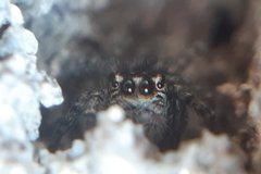 Philaeus chrysops