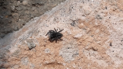 Philaeus chrysops