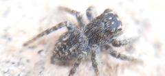 Philaeus chrysops