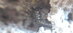 Philaeus chrysops