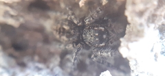 Philaeus chrysops