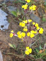 Triphysaria eriantha