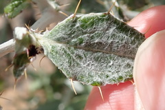 Berkheya fruticosa