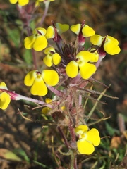 Triphysaria eriantha
