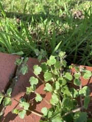 Veronica hederifolia-sublobata-triloba