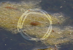 Epitheca petechialis