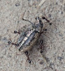 Naupactus versatilis