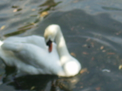 Cygnus olor