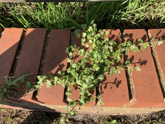 Veronica hederifolia-sublobata-triloba