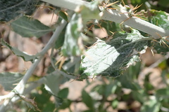 Berkheya fruticosa