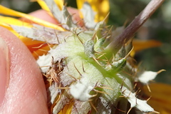 Berkheya fruticosa
