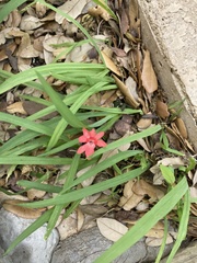 Freesia laxa