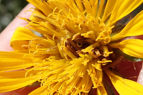 Image of Berkheya fruticosa by no rights reserved