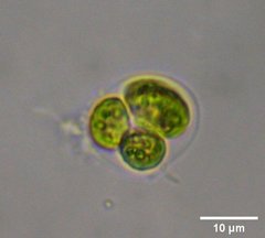 Oocystis