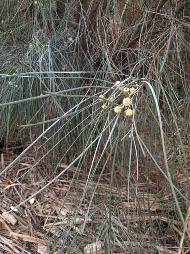 Acacia stenophylla