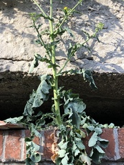 Brassica napus