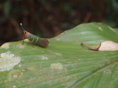 Saiva transversolineata