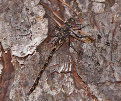 Gomphaeschna antilope