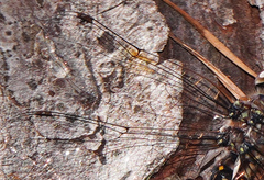 Gomphaeschna antilope