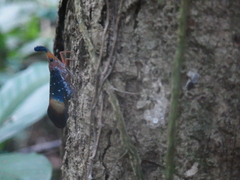 Pyrops gunjii
