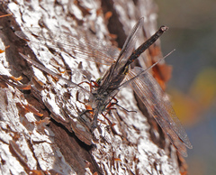 Gomphaeschna antilope