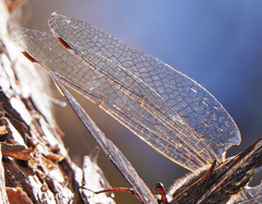 Gomphaeschna furcillata