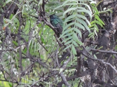 Colibri coruscans