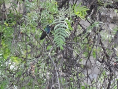 Colibri coruscans