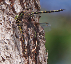 Gomphaeschna furcillata