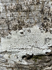 Pertusaria pertusa