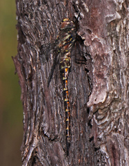 Gomphaeschna antilope