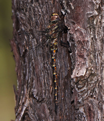 Gomphaeschna antilope