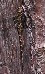 Gomphaeschna antilope