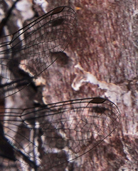 Gomphaeschna antilope