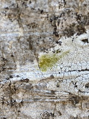 Pertusaria pertusa