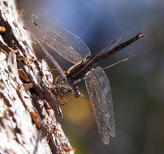 Gomphaeschna antilope