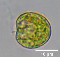 Tetraselmis