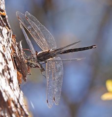 Gomphaeschna antilope