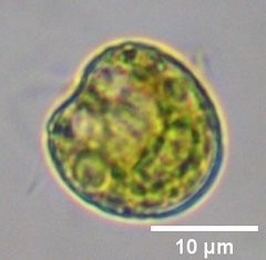 Tetraselmis