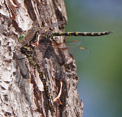 Gomphaeschna antilope