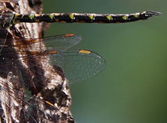 Gomphaeschna antilope