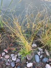 Cyperus elegans