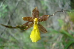 Oncidium graminifolium