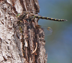 Gomphaeschna antilope