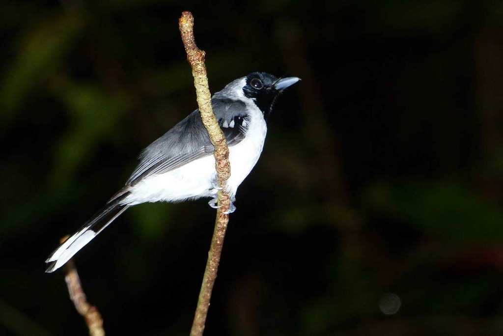Spot-winged Monarch (Symposiachrus guttula) photo