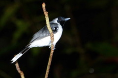 Symposiachrus guttula