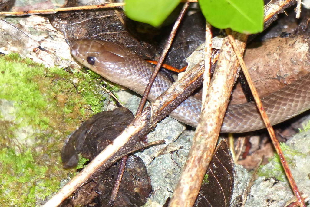 De Rooij's Groundsnake