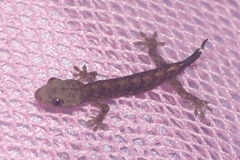 Lepidodactylus